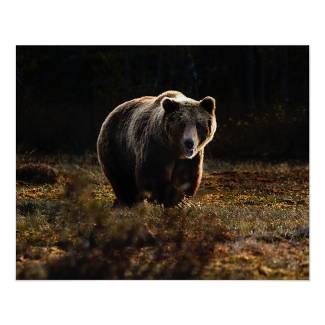 Bear Poster (Front)