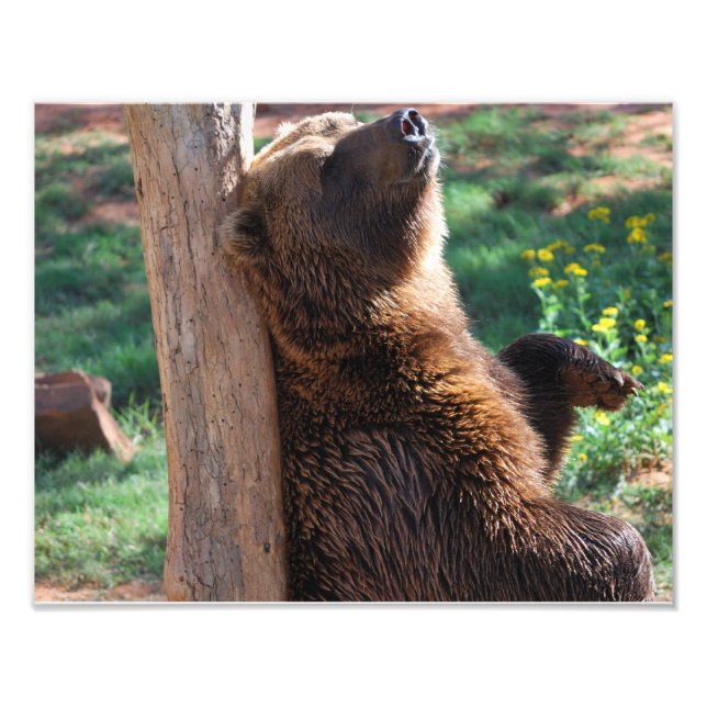 Bear Scratching Photo Print (Front)