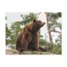 BEAR SITTING ON A ROCK