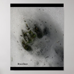 Bear Track Poster