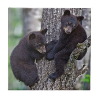 Bear Twins Tree Climbing Branches Cute Animals Art Tile