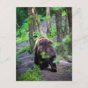 Bear Walking Away In The Woods Forest Postcard