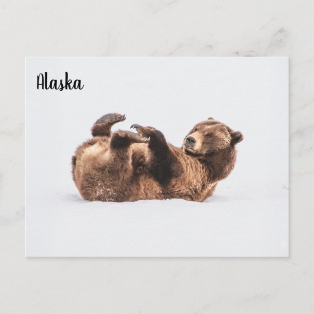 Bear Wildlife Alaska Postcard (Front)