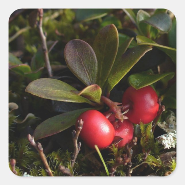 Bearberry, Arctostaphylus uva-ursi Square Sticker (Front)