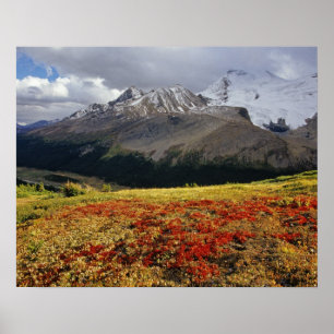 Bearberry in early autumn Athabasca Peak in the Poster