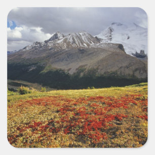 Bearberry in early autumn Athabasca Peak in the Square Sticker