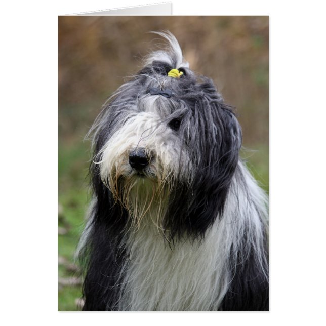 bearded collie (Front)