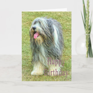 Bearded Collie Birthday card