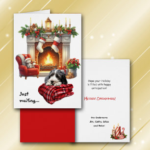 Bearded Collie Dog Waiting for Christmas