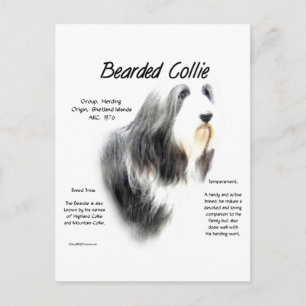 Bearded Collie History; Love Bearded Collies Postcard