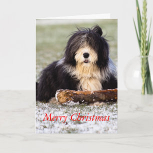 Bearded Collie Holiday Card