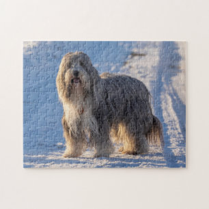 Bearded Collie in the snow Jigsaw Puzzle
