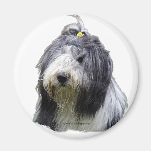 bearded collie magnet (Front)