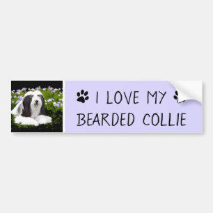 Bearded Collie Painting - Cute Original Dog Art Bumper Sticker