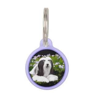 Bearded Collie Painting - Cute Original Dog Art Pet Tag