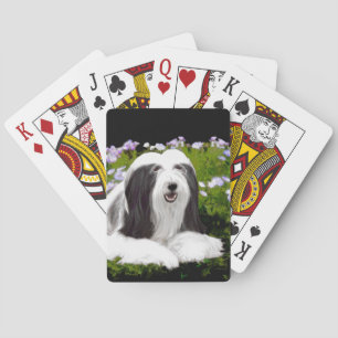 Bearded Collie Painting - Cute Original Dog Art Playing Cards