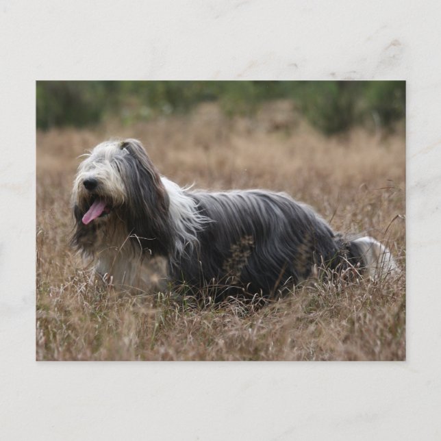 bearded collie postcard (Front)