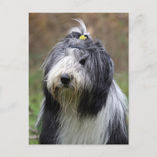 bearded collie postcard (Front)