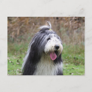 bearded collie postcard