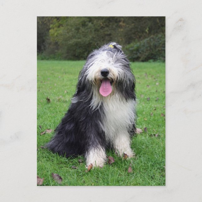 bearded collie postcard (Front)