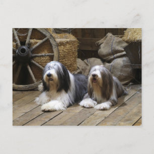 Bearded Collie Postcard