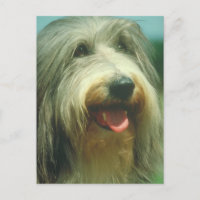 Bearded Collie