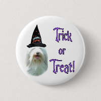 Bearded Collie Trick