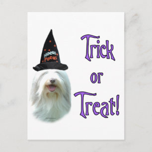 Bearded Collie Trick Postcard