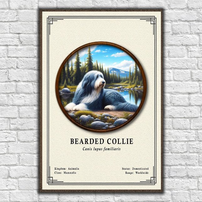 Bearded Collie Zoology Series Poster (Creator Uploaded)