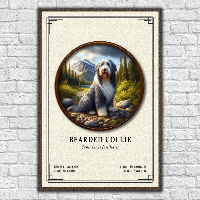 Bearded Collie Zoology Series Poster (Creator Uploaded)