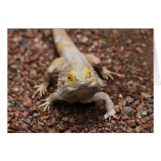 Bearded Dragon