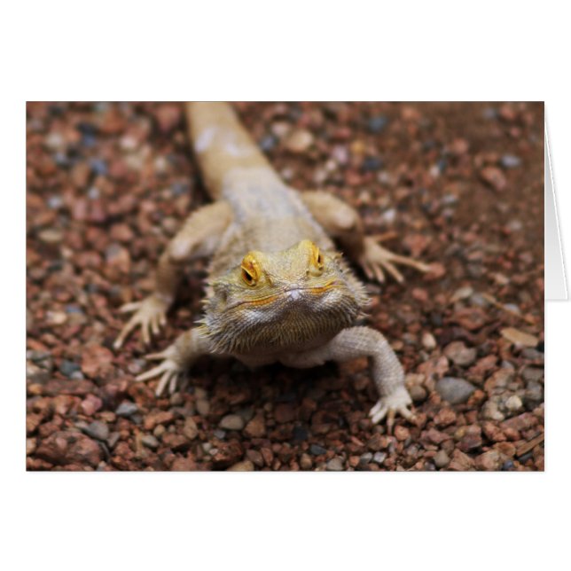 Bearded Dragon (Front Horizontal)