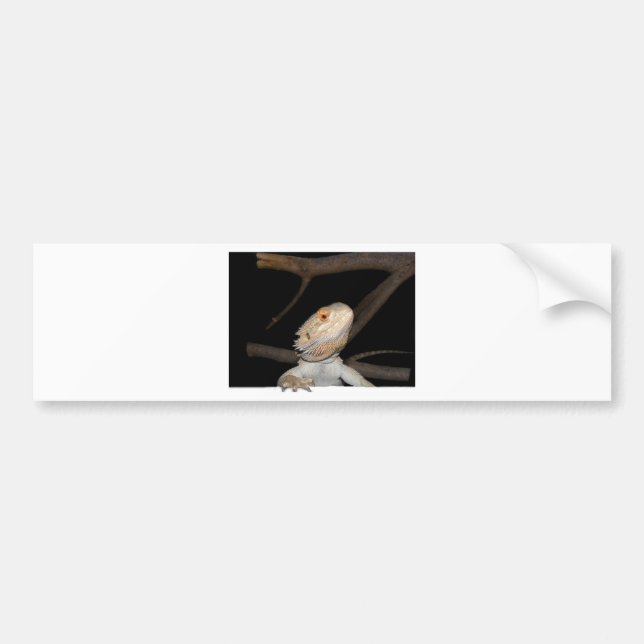 Bearded dragon 2 bumper sticker (Front)