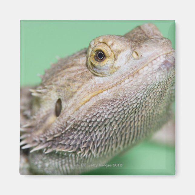 Bearded dragon 2 magnet (Front)