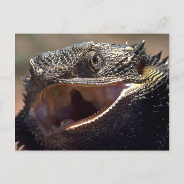 Bearded Dragon, Australia Postcard (Front)