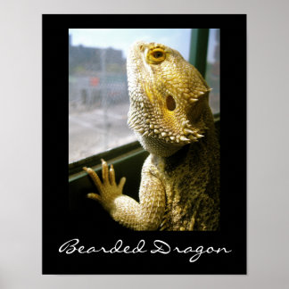 Bearded Dragon in the Window Poster