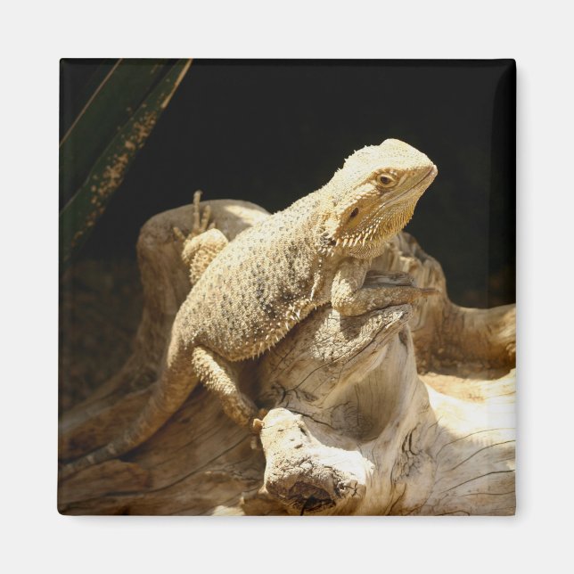 Bearded Dragon Lizard Magnet (Front)