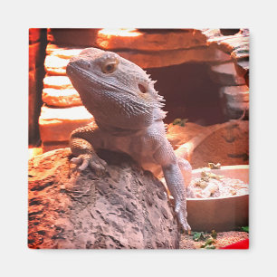 Bearded Dragon Magnet
