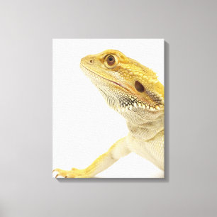 Bearded dragon (Pogona Vitticeps) Canvas Print