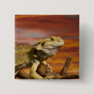 Bearded dragon (Pogona Vitticeps) on branch, 15 Cm Square Badge