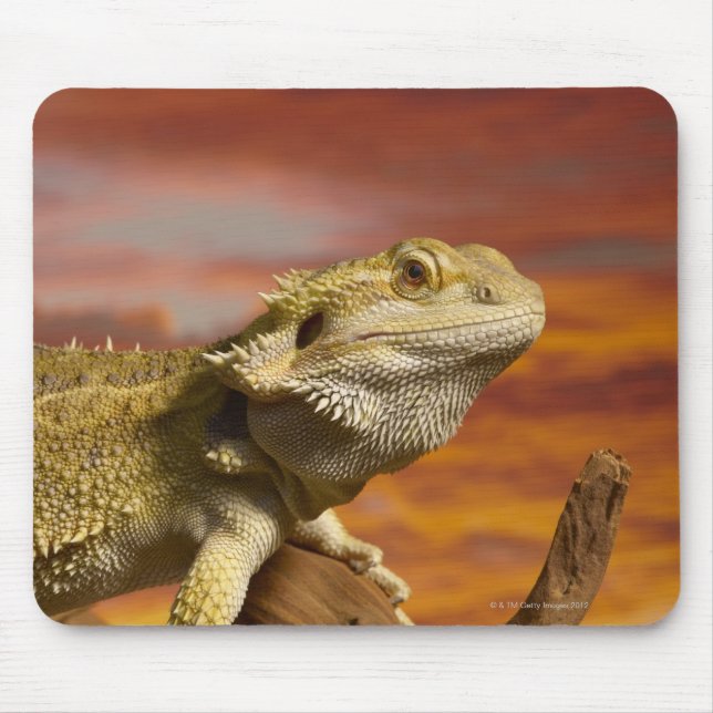 Bearded dragon (Pogona Vitticeps) on branch, Mouse Pad (Front)