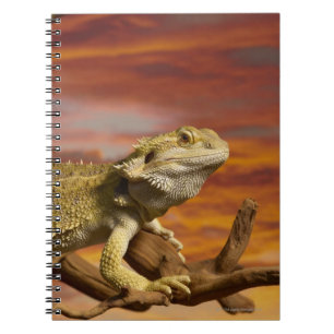 Bearded dragon (Pogona Vitticeps) on branch, Spiral Notebook
