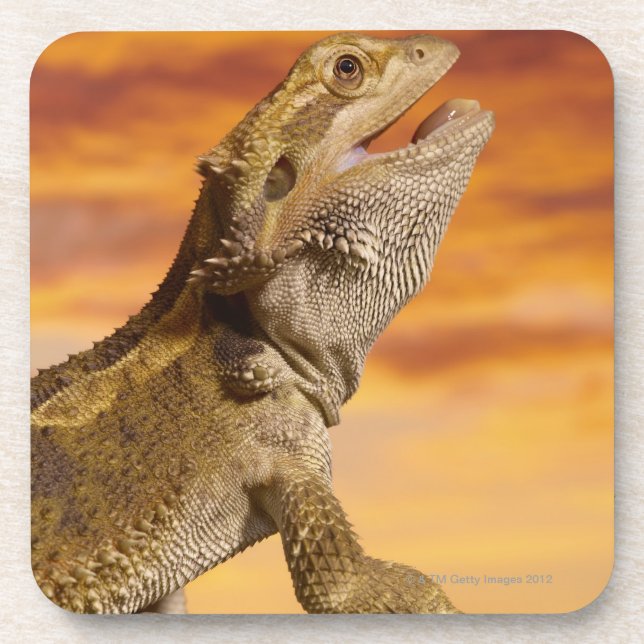 Bearded dragon (Pogona Vitticeps) on rock, Coaster (Front)