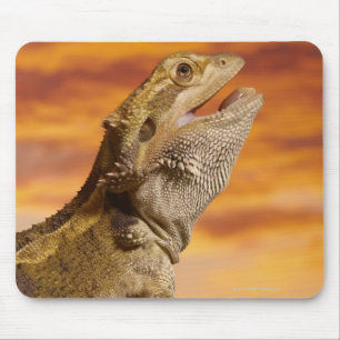 Bearded dragon (Pogona Vitticeps) on rock, Mouse Pad