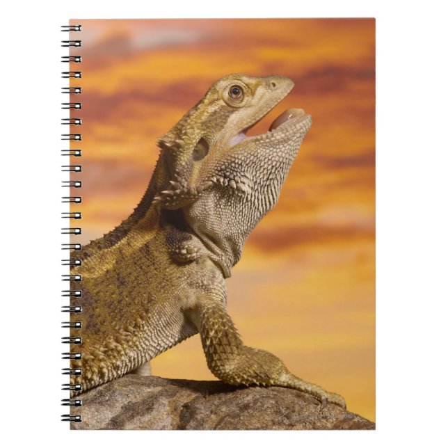 Bearded dragon (Pogona Vitticeps) on rock, Spiral Notebook (Front)