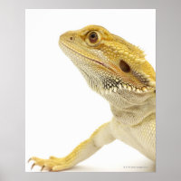 Bearded dragon (Pogona Vitticeps)