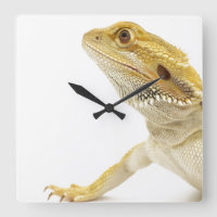 Bearded dragon (Pogona Vitticeps)