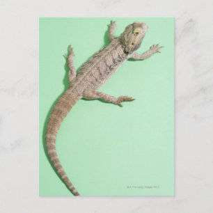 Bearded dragon postcard