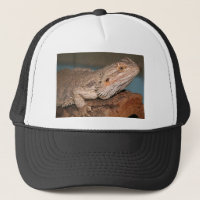 Bearded Dragon