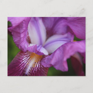 Bearded German Iris Postcard